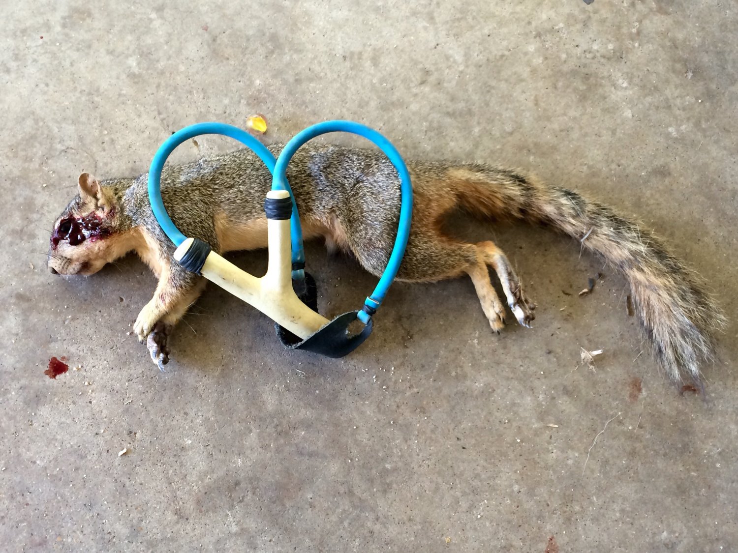 Squirrel pest control | The Slingshot Community Forum