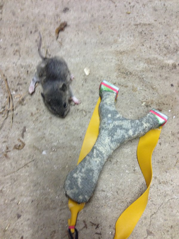 Slingshot Hunting Invasive / Pest Species | The Slingshot 
